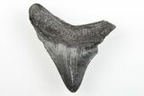 Juvenile Megalodon Tooth - South Carolina #196088-1